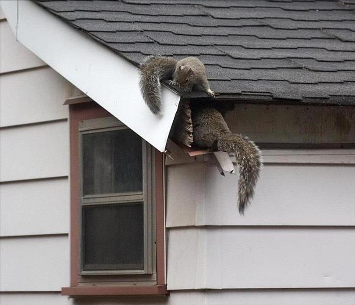 Two squirrels crawling in a roof