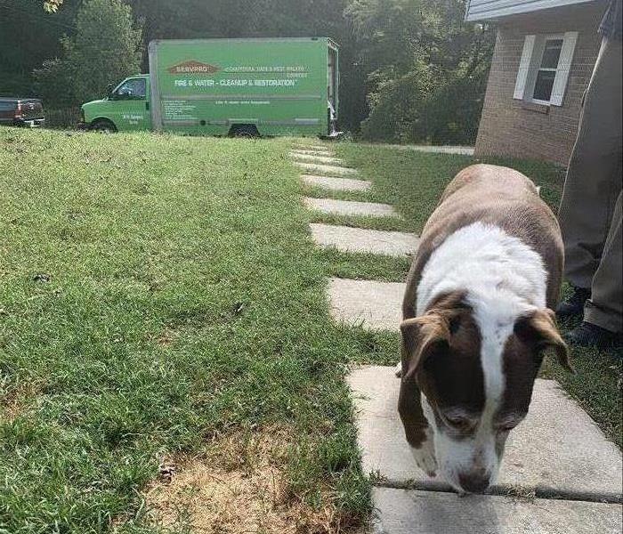 A dog in the yard with our Servpro van in the driveway
